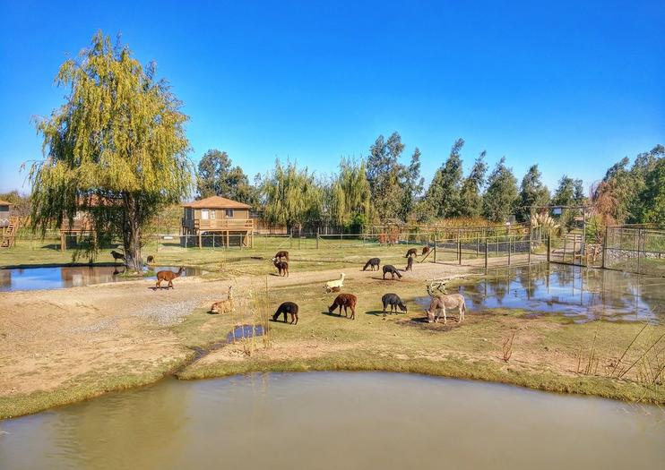 Chile Safari Park (Parque Safari Chile)